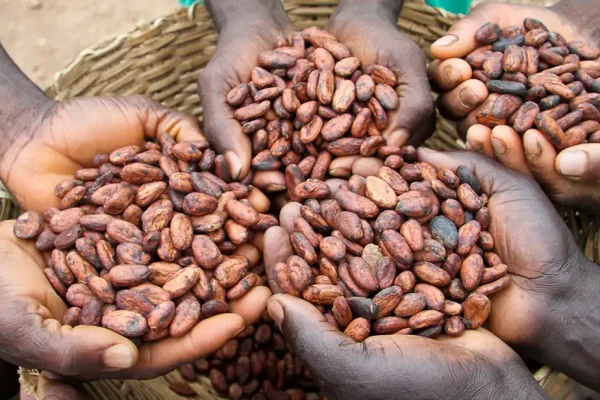 Government Raises 2025/26 Cocoa Price by GH₵ 400 to Support Farmers Cocoa Price Raised