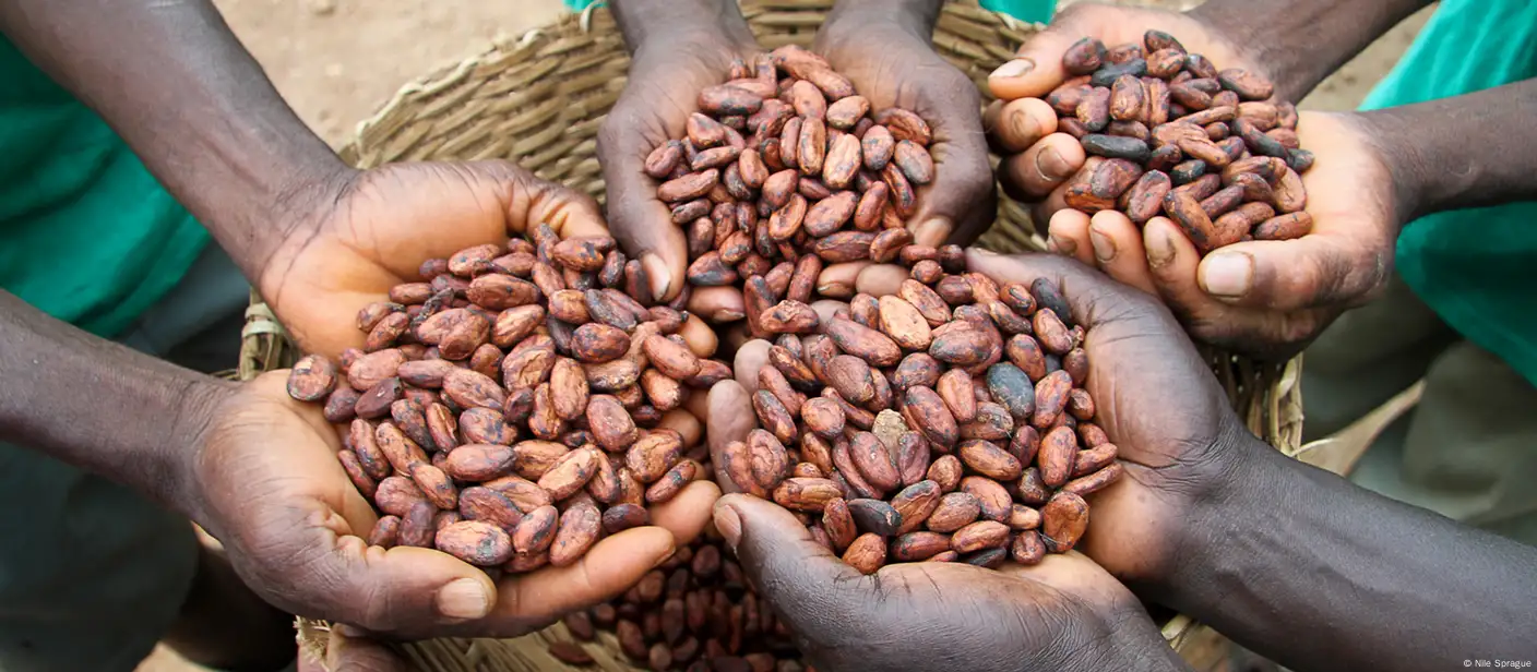 Cocoa Price Raised